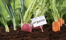 Applicating Baicao Products on Organic Vegetables