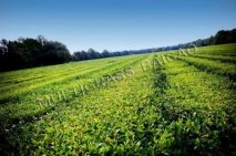 Applicating Baicao Products on Organic tea